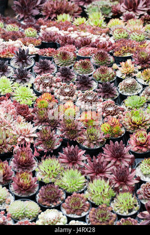 Variétés de sempervivums mixte pour la vente. Banque D'Images