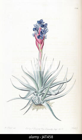 Une illustration de *Tillandsia stricta*, une espèce de plante de l'air, du Botanical Register d'Edwards, publié en 1830, montrant ses caractéristiques botaniques. Banque D'Images