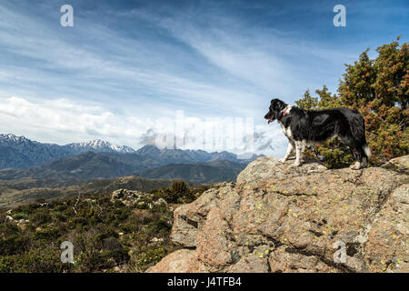 TongueBorder Colley chien debout sur craggy rocheux à la recherche sur le maquis sur les sommets enneigés des montagnes dans le nord de la Corse Banque D'Images