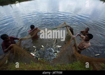 La capture de poissons des pêcheurs de l'écloserie à Bagerhat, Bangladesh. Banque D'Images