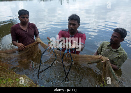 Les pêcheurs capture de crevettes de l'écloserie à Bagerhat, Bangladesh. Banque D'Images