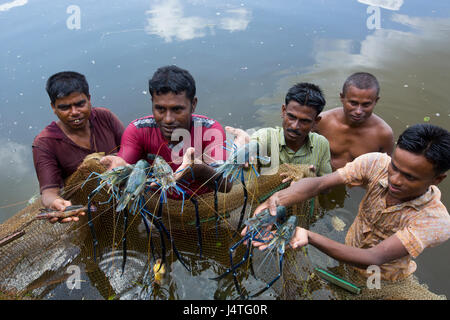 Les pêcheurs capture de crevettes de l'écloserie à Bagerhat, Bangladesh. Banque D'Images
