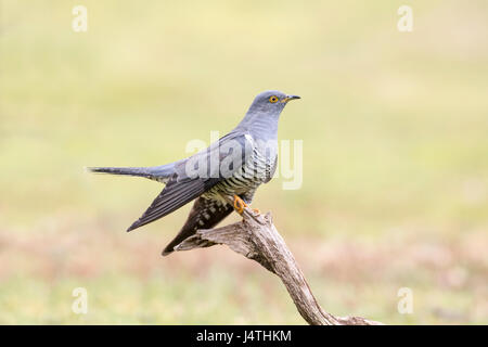 (Cuculus canorus Common cuckoo) Banque D'Images