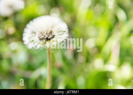 Un pissenlit blanc sur un arrière-plan flou Banque D'Images