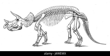 Le Triceratops prorsus est une espèce éteinte de dinosaures qui vivait à la fin du Crétacé. Connu pour son grand volant et ses trois cornes faciales distinctives, il est l'une des espèces de dinosaures les plus emblématiques. Banque D'Images