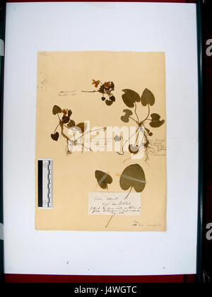 Viola odorata, communément appelée violette douce, est une espèce de plante à fleurs, connue pour ses fleurs pourpres parfumées et ses utilisations médicinales. Banque D'Images