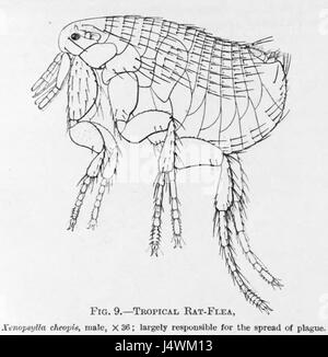 *Xenopsylla Cheopis*, communément appelée puce de rat oriental, est un insecte parasite qui transmet la bactérie *Yersinia pestis*, cause de la peste bubonique. Elle joue un rôle important dans l'histoire de la peste et de la transmission des maladies. Banque D'Images