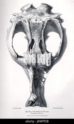 Toxodon Schaedel Banque D'Images