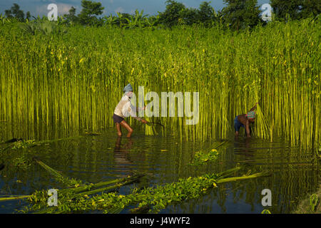 La récolte des agriculteurs de jute le champ dans Gopalganj, au Bangladesh. Banque D'Images