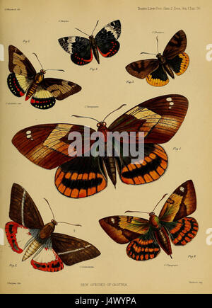 Ce titre fait référence à une plaque de 1877 de Westwood, mettant en valeur Castnia, représentant probablement une espèce ou une étude entomologique spécifique, mettant l'accent sur l'accent scientifique sur les insectes. Banque D'Images