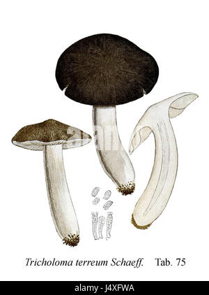 Tricholoma terreum est une espèce de champignon représentée dans l'iconographie mycologique. Cette entrée renvoie probablement à une illustration ou une description de l'espèce dans un guide scientifique de mycologie. Banque D'Images