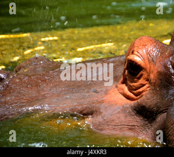 Jeune hippopotame, Hippopotamus amphibious Banque D'Images