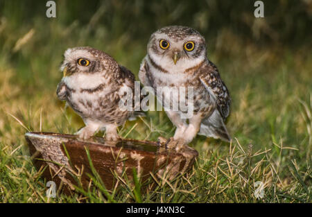 Soif Owlets en été Banque D'Images