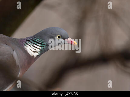 Bois commun, pigeon Columba palumbus, perché sur son arbre de nidification en Finlande. Banque D'Images