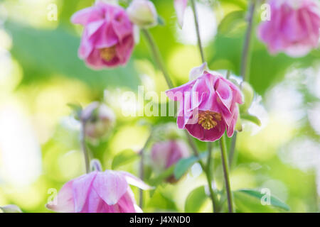 Aquilegia vulgaris. Ancolie rose fleurs dans un jardin frontière. UK Banque D'Images