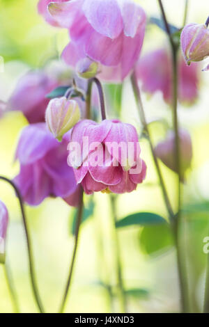 Aquilegia vulgaris. Ancolie rose fleurs dans un jardin frontière. UK Banque D'Images