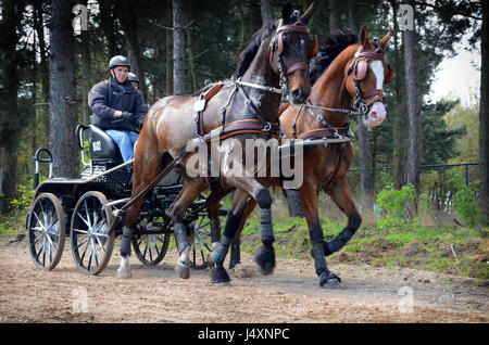 Championnat de courses de chariot à Horst Pays-Bas Banque D'Images