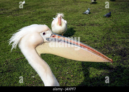 Pelican dans St James's Park, Londres, Angleterre. Derek Hudson / Alamy Stock Photo Banque D'Images