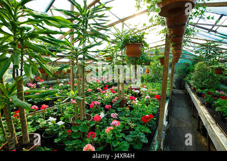 Fleurs à l'intérieur d'une serre garden centre Banque D'Images