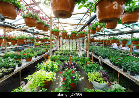 Fleurs à l'intérieur d'une serre garden centre Banque D'Images