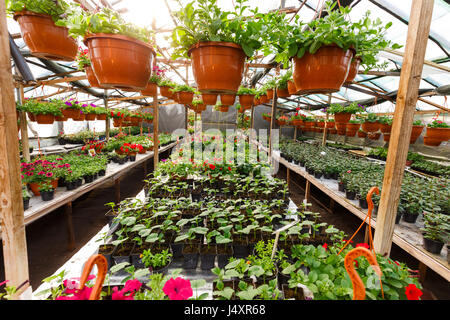 Fleurs à l'intérieur d'une serre garden centre Banque D'Images