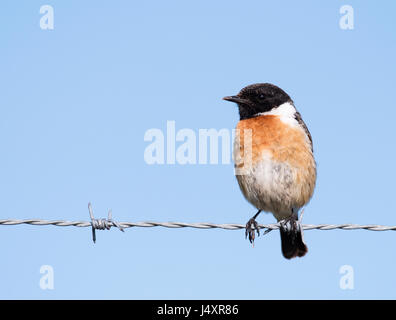 Un mâle Stonechat (Saxicola torquata) perché, Pembrokeshire Banque D'Images