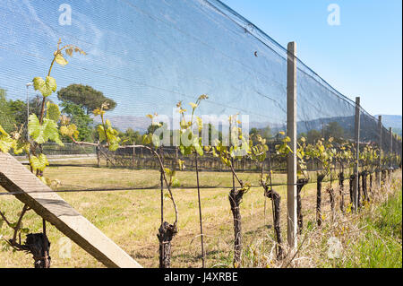 L'agriculture. La vigne au printemps. Les plants de vignes couvertes par des filets de protection contre la grêle et le gel. Banque D'Images