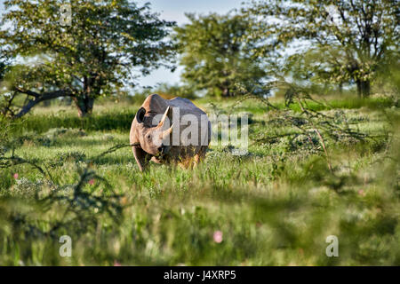Le rhinocéros noir, Etosha National Park, Namibie Banque D'Images
