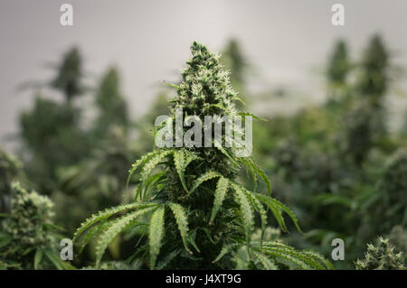 Les mûres et juteuses de plus en plus dans le jardin de fleurs de cannabis cannabis bourgeons Banque D'Images
