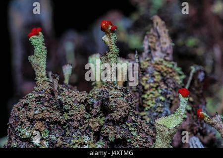 Les lichens à tête rouge, connu sous le nom de soldats britanniques, Cladonia cristatella sur le sol de la forêt tropicale, l'Amazonie Banque D'Images