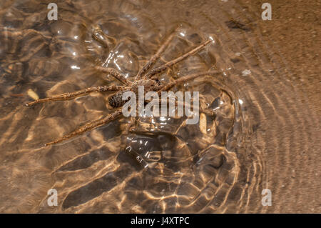 Une grande araignée non identifiée avec un oeuf cas sous son corps en mouvement sur la surface de la rivière, la Forêt Amazonienne Banque D'Images