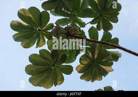 Feuilles sur la fin d'une branche de Cecropia peltata dans la Forêt Tropicale Atlantique, Parana Brésil Banque D'Images