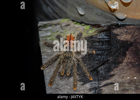 De grandes araignées velues (Avicularia juvénile juruensis, Amazon pink toe spider) sur un morceau de toit bois dans la forêt amazonienne Banque D'Images