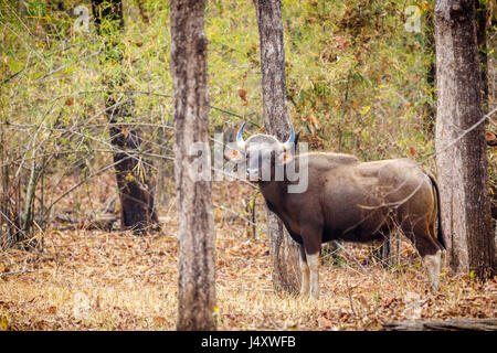 Gaur vache dans le Parc National de Tadoba Banque D'Images