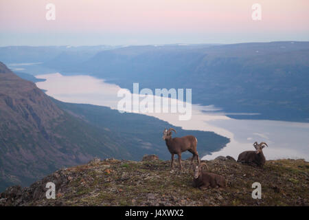 Neige Putorana rams (Putorana Big Horn mar). Kutaramakan. Les animaux endémiques du plateau de Putorana. Au nord de la Russie. La Sibérie. Réserver Putorana. La Russie. Banque D'Images