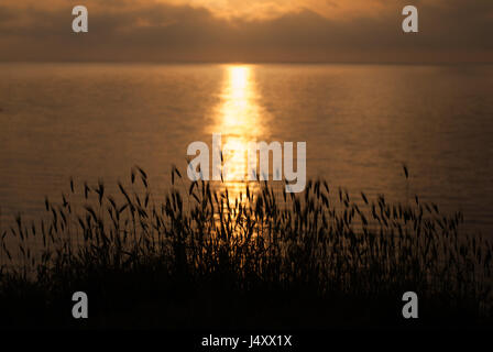 Magnifique coucher de soleil sur la mer avec de l'herbe et les oreilles en avant-plan Banque D'Images