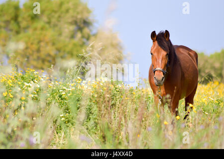 Cheval brun dans un pré rempli de marguerites sur l'île de Crète Banque D'Images