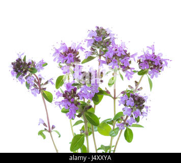 Quelques brins de thym en fleurs sauvages (Thymus serpyllum) isolé sur fond blanc Banque D'Images