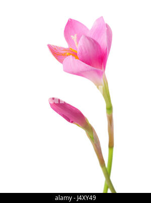 Lily rose avec bud isolé sur un fond blanc. Zephyranthes carinata. Banque D'Images