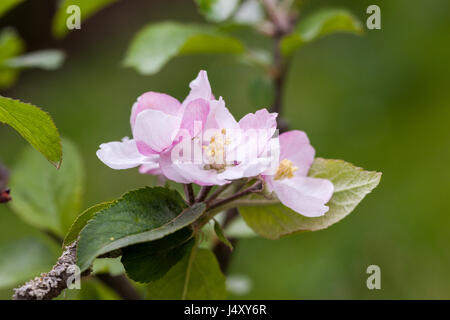 Gros plan de Malus domestica 'Blenheim Orange' floraison de pommiers au printemps dans un jardin anglais, Angleterre, Royaume-Uni Banque D'Images