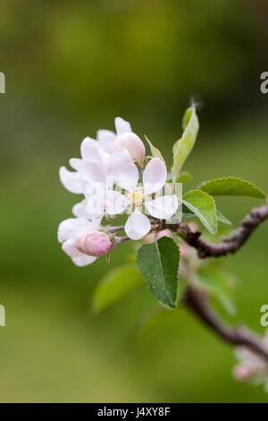 Gros plan de la fleur de pomme Malus domestica 'Worcester Pearmain' en floraison au printemps, Angleterre, Royaume-Uni Banque D'Images