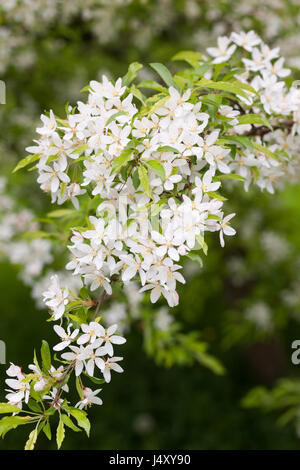 Gros plan de Malus transitoria, fleur de crabapple à feuilles coupées dans un jardin anglais au printemps, Angleterre, Royaume-Uni Banque D'Images