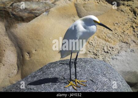 Grand Héron blanc (Egret ou Ardea Alba) oiseau blanc debout sur le rocher. Torrey Pines Beach Waterfront, San Diego Californie, États-Unis Banque D'Images