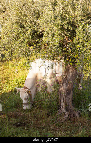 Vache blanche broute sous olivier bleu avec la mer en arrière-plan dans le Magne sur la Péloponnèse, Grèce Banque D'Images