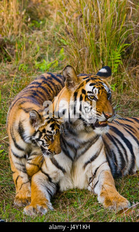 Mère et ourson sauvage tigre du Bengale dans l'herbe. Inde. Parc national de Bandhavgarh. Madhya Pradesh. Banque D'Images