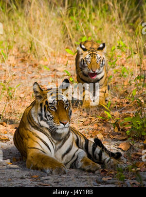 Deux tigres sauvages dans la jungle. Inde. Parc national de Bandhavgarh. Madhya Pradesh. Banque D'Images