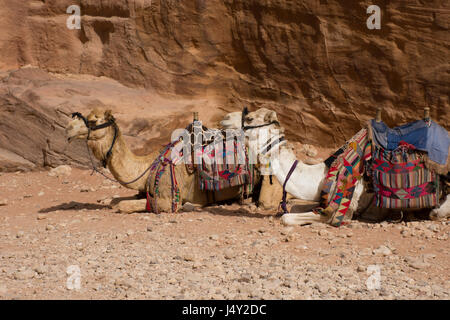 Plusieurs chameaux assis dans le sable à la trésorerie, Petra, Jordanie. Les chameaux sont utilisés pour le transport des touristes et sont équipées avec des couvertures et des selles. Banque D'Images