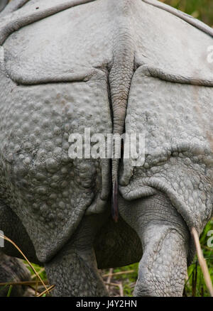 Wild Grand rhinocéros à une corne, qui s'étend de l'établissement. L'Inde. Le parc national de Kaziranga. Banque D'Images