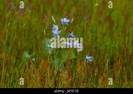 Violet délicat ou campanule fleurs sauvages Campanula patula sur pré. Banque D'Images