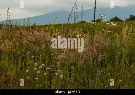 Prairie d'été avec différentes herbes et fleurs sauvages fleurs, Plana, mounrain, Bulgarie Banque D'Images
